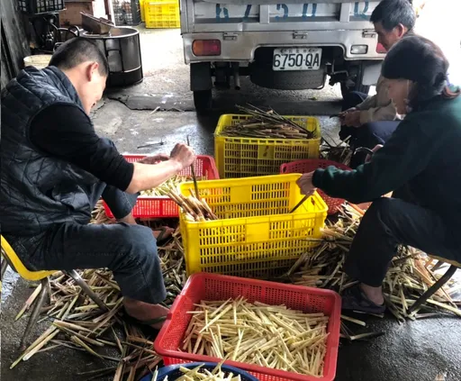 陽明山箭竹筍產季將至 北海岸農民採筍證即日起開放申辦