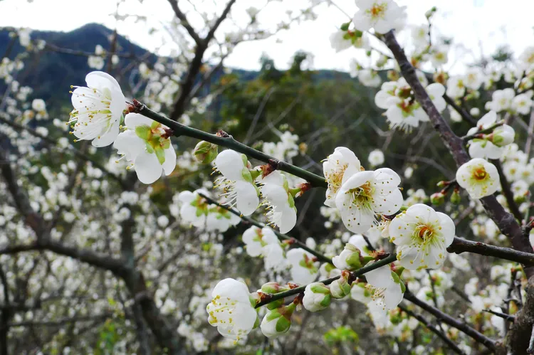 寶來在新春期間開始進入梅花與櫻花季節。羅琦文攝