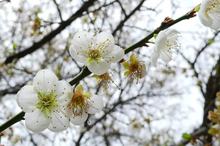 南橫公路的梅花飄染山頭，置身梅花樹叢中，彷彿人間仙境。羅琦文攝