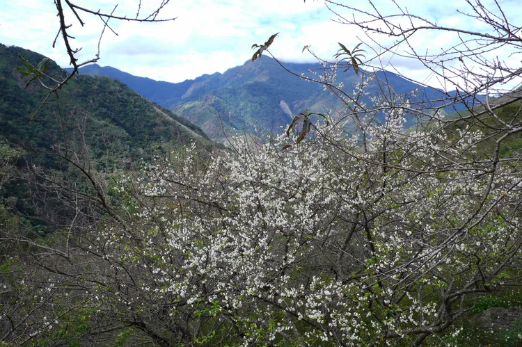 寶來是全台最南端的熱門賞梅勝地。羅琦文攝