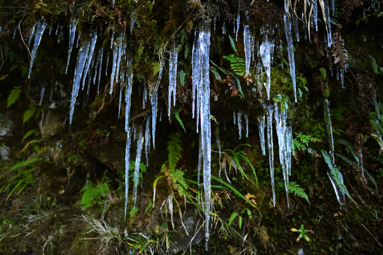 南橫公路如果條件適合，有機會看到冰柱甚至下雪。甲仙工務段提供