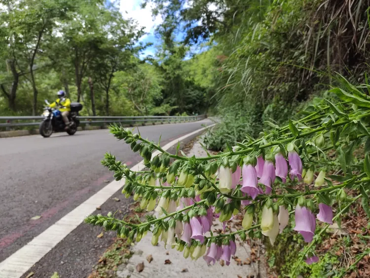 南橫公路生態豐富。羅琦文攝