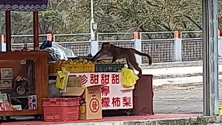 大膽猴王趁老闆不在，悄悄跳上水果攤偷吃水果。李陳信得攝