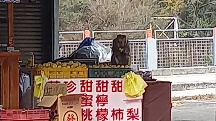 沒人發現就繼續做在水果攤上吃。李陳信得攝