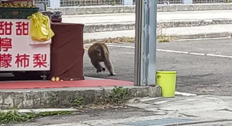 快跑快跑。李陳信得攝