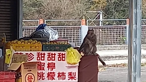 獨家直擊|大膽猴王趁老闆出門買飯 侵門踏戶啖水果!臨走還多拿兩粒