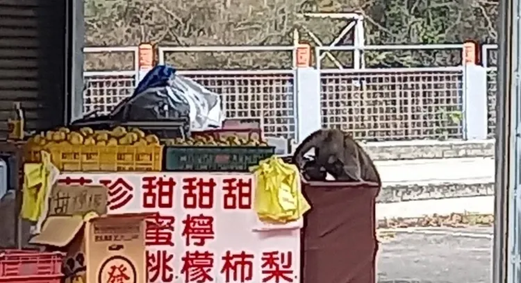 被發現了快跑。李陳信得攝