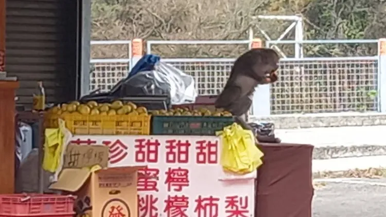 拿到了準備跳下攤位。李陳信得攝