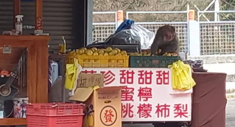 被發現了塊多拿兩粒再跑。李陳信得攝