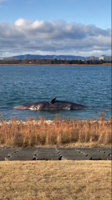 網友上傳拍到的「淀醬」身影。翻攝推特@nekohiko
