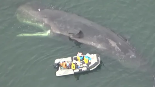 迷路抹香鯨魂斷日本大阪灣 當局擬「海葬」回歸大海