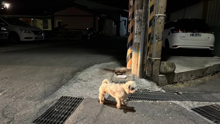 民眾發現走失的狗狗，只好先牽繩於路邊。警方提供