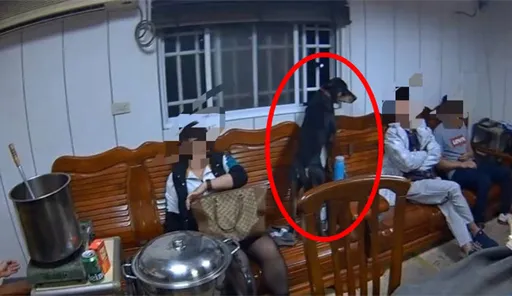 鐵皮屋暗藏職業賭場　警上門攻堅！大黑狗嚇得也想跳窗逃