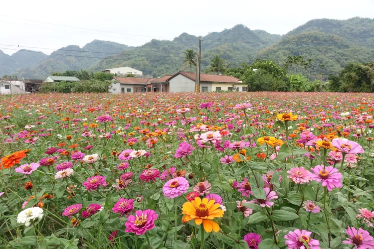 花海搭配農村屋舍，形成美麗的景致。羅琦文攝