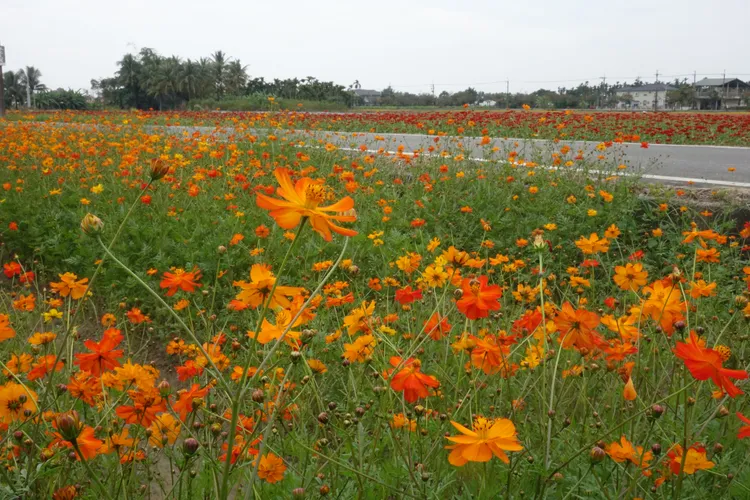 花田形成金色的海洋。羅琦文攝