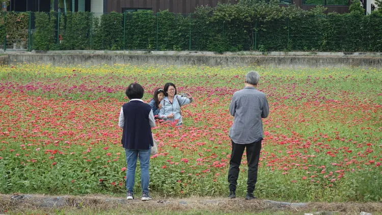 全家大小賞花自拍，美濃花海是走春踏青最佳去處。羅琦文攝