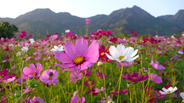 五彩繽紛的波斯菊花田。羅琦文攝