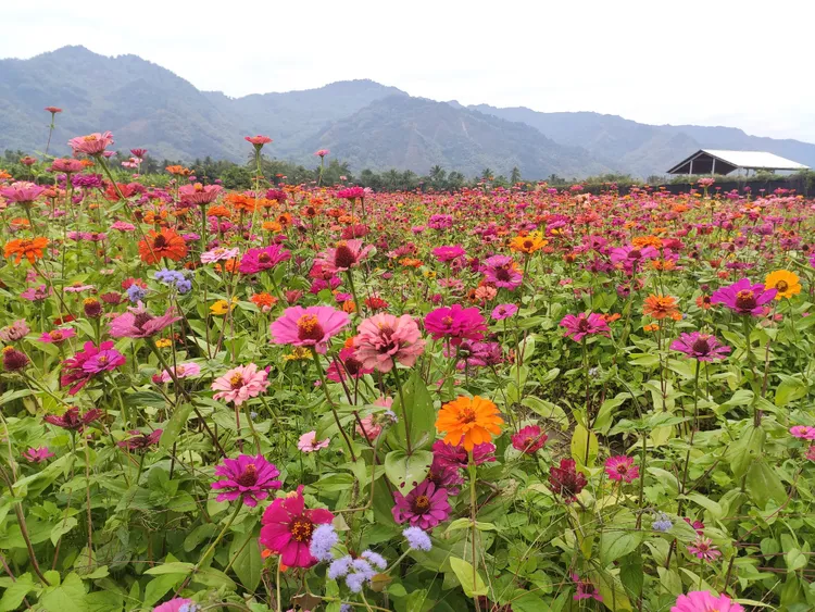 五彩繽紛的花海迎新春。羅琦文攝