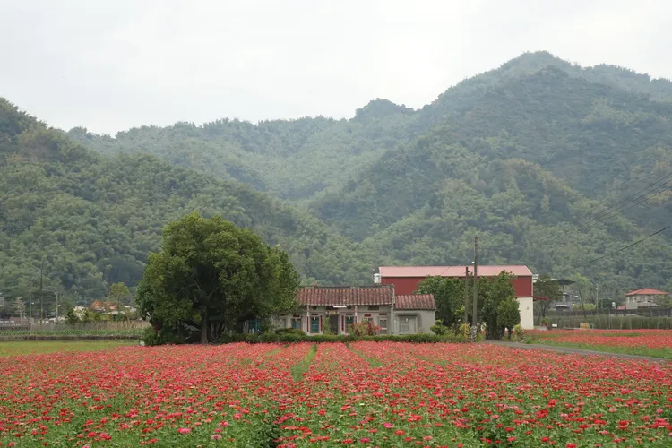 五彩繽紛的花海，搭配青山綠野及農舍。羅琦文攝