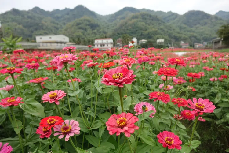 茶亭附近的花海已盛開。羅琦文攝