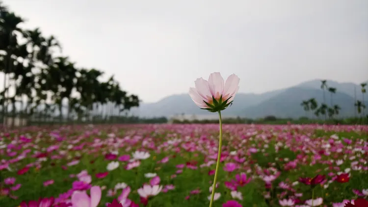 波斯菊在山光水色中綻放。羅琦文攝