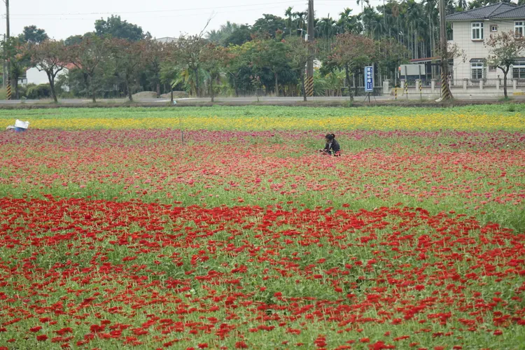 置身花海中，尋找美景。羅琦文攝