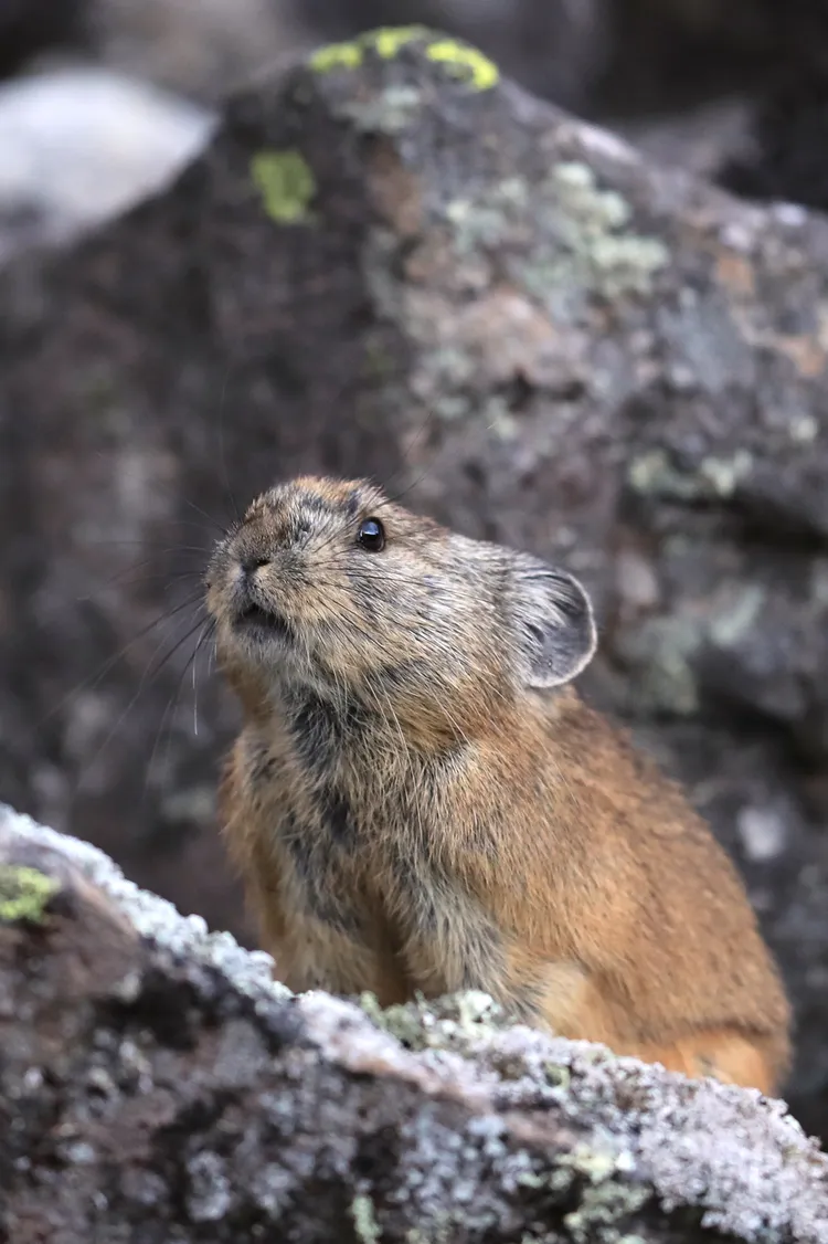 鼠兔生活於高海拔區域。路透社
