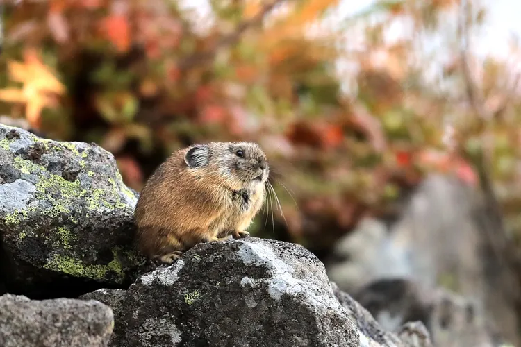 鼠兔是皮卡丘的原型。路透社