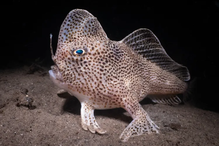 《塔斯馬尼亞的稀有臂鉤躄魚》獲冷水首獎©Nicolas Remy／Ocean Art 2022