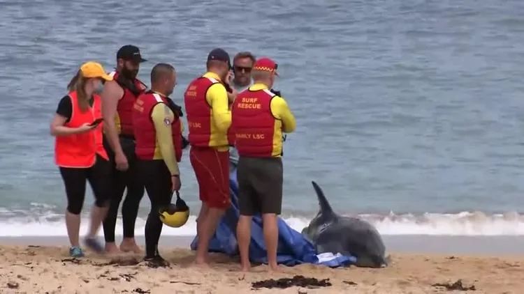 救生員關切擱淺的海豚，但牠最後傷重死亡。路透社影片截圖