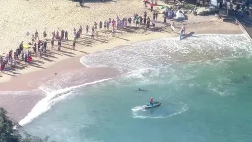 鯊魚攻擊海豚駭人事件上演 澳洲雪梨緊急關閉數座海灘