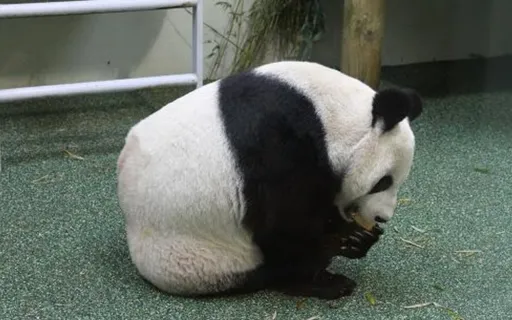 力不從心！難以繁衍後代　英國將退還大貓熊陽光及甜甜給中國