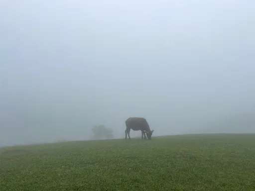 陽明山有望降雪!交通局將啟動分階段管制 上山須加掛雪鏈