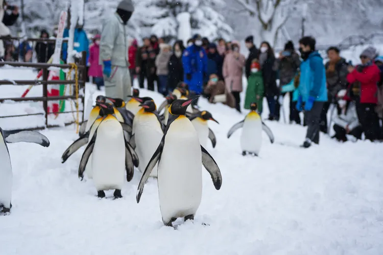 冬季限定的企鵝大遊行，是旭山動物園的人氣活動。田欣雲攝
