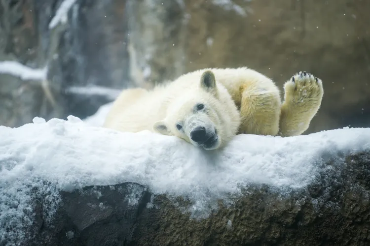 2021年12月10日誕生的小北極熊「ゆめ」活潑好動。田欣雲攝
