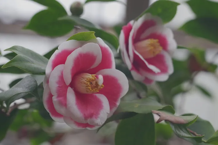 茶花展可欣賞到許多品種的茶花。黃盈甄攝
