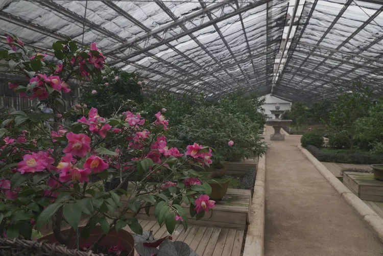 台北茶花展即日起至1/15登場。黃盈甄攝