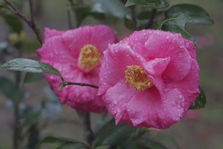 花園內可欣賞到日本品種的茶花。黃盈甄攝