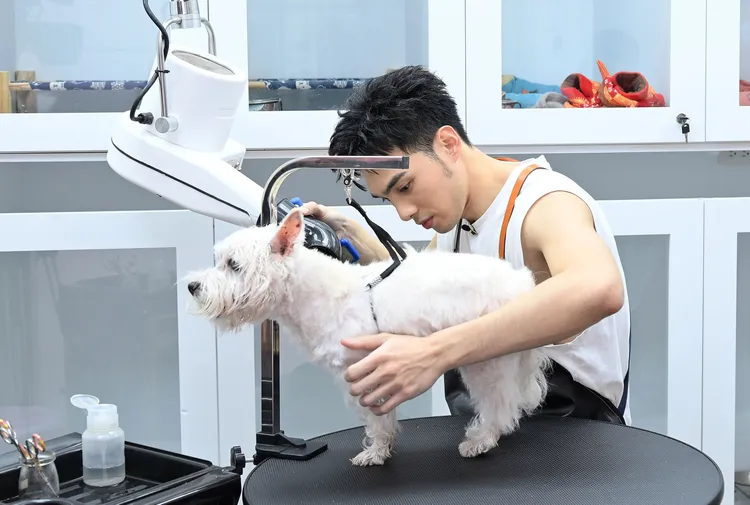 黃偉晉專心幫狗狗美容。台視提供