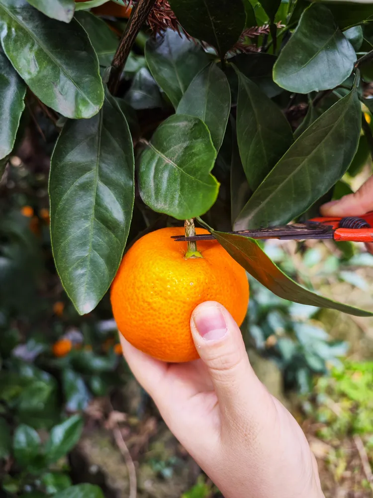 剪橘子枝時需多留個1、2公分，不可剪得過短，否則次年橘子無法生長。田欣雲攝