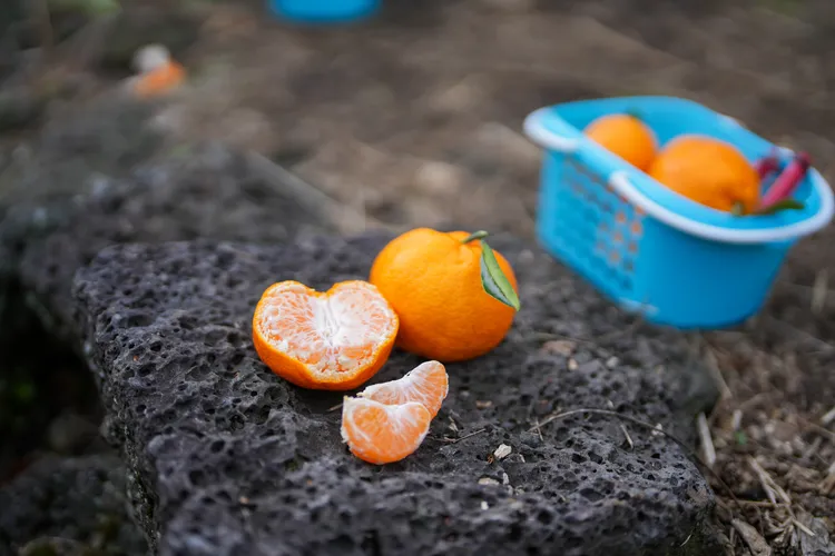 屬於溫帶海洋性氣候的濟州島，空氣清新、日照充足，適合柑橘生長。田欣雲攝