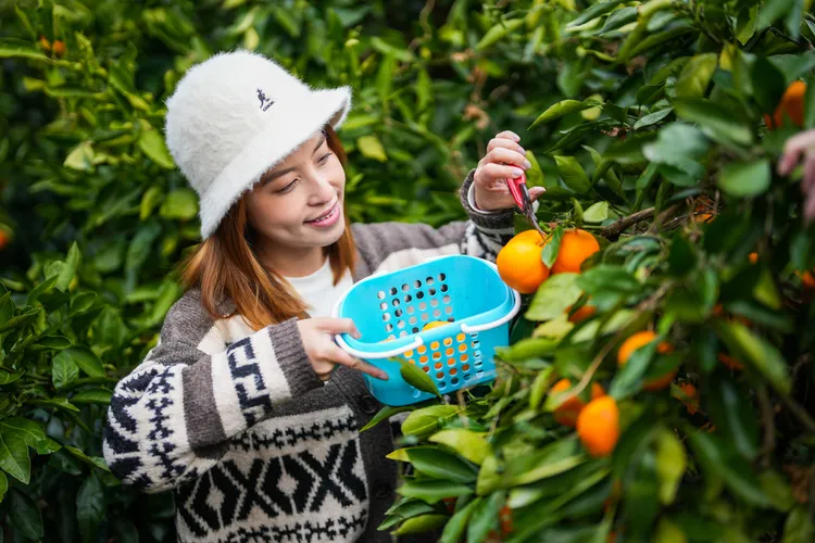 冬遊濟州島，不可錯過採橘體驗。田欣雲攝