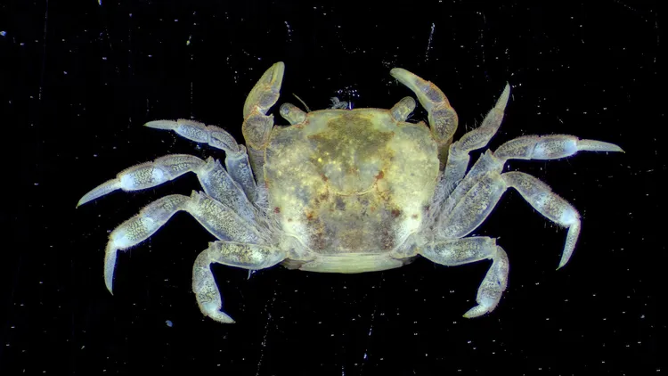 斯氏折顎蟹。海保署提供