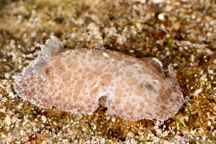 割裂圓盤海牛。海保署提供