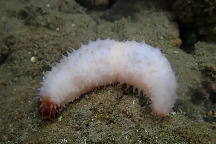 桑氏柄體參過去台灣僅在墾丁海域發現過。海保署提供