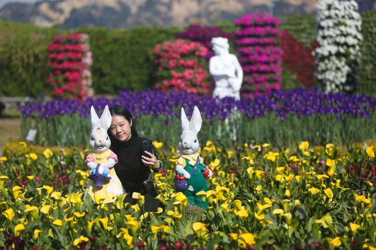 迎接第一個戶外不必戴口罩的兔子年，許多人搶著在花海中拍照留下最美的瞬間。曾雪蒨攝