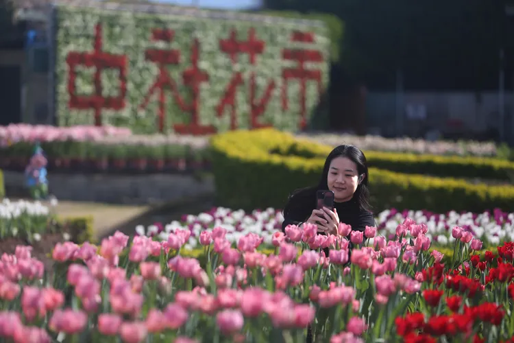 中社花市鬱金香花季長達100天，30萬株荷蘭鬱金香接力綻放。曾雪蒨攝