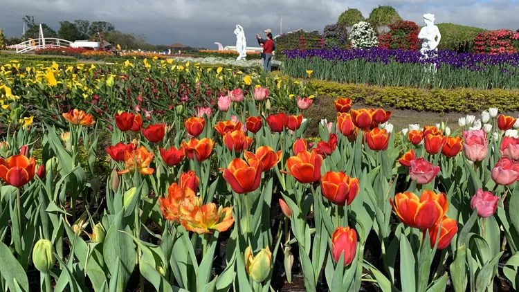 一年一度的鬱金香花季就在中社花市，民眾春節走春賞花趁現在！曾雪蒨攝
