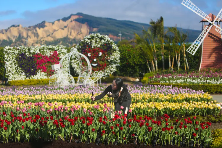 百花爭豔的花海搭配後方的火焰山，有剛柔對比的美感。曾雪蒨攝