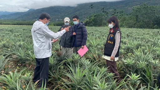 花蓮鳳梨花受寒凍傷2成　受災農須符合3條件！每公頃可現金補助9萬元